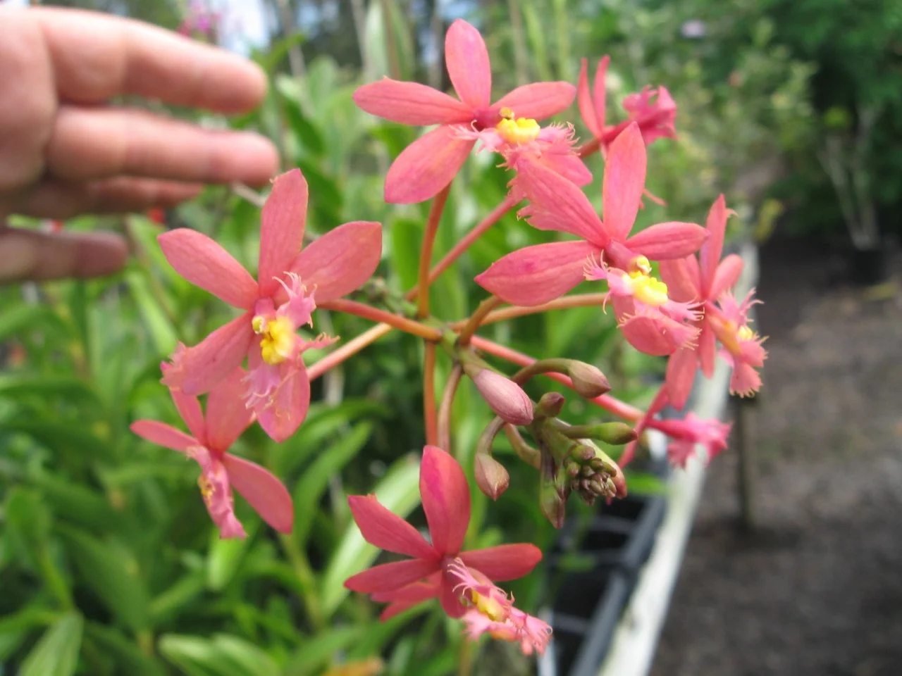 Epidendrum 'Salmon Pink' — Vintage Green Farms with Tom Piergrossi